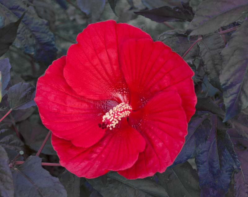 Hibiscus 'Midnight Marvel' (Rose Mallow)